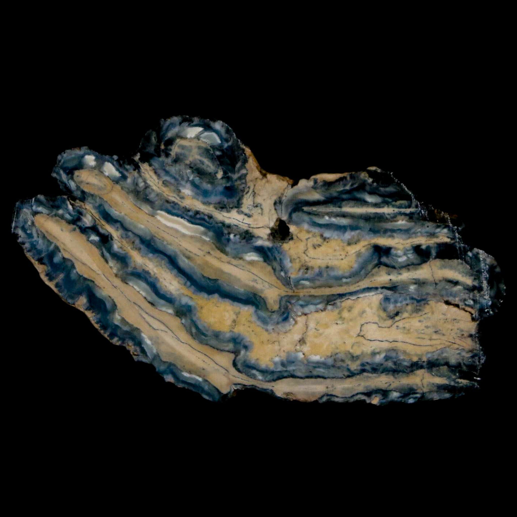 2.1" Mammoth Tooth Cross Section In Riker Display Pleistocene Age Hawthorne FM - Fossil Age Minerals