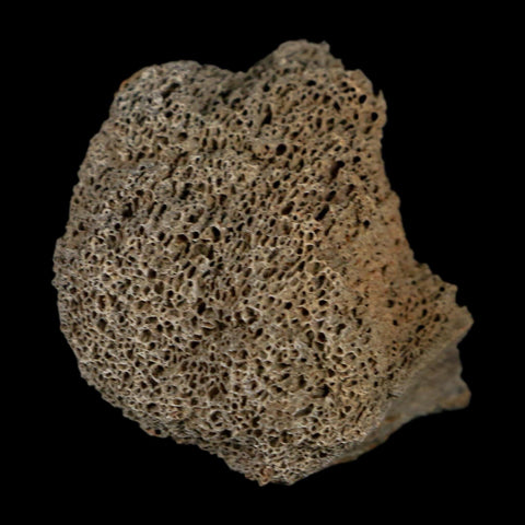 2" Triceratops Fossil Frill With Blood Grooves Lance Creek FM Cretaceous Dinosaur WY - Fossil Age Minerals