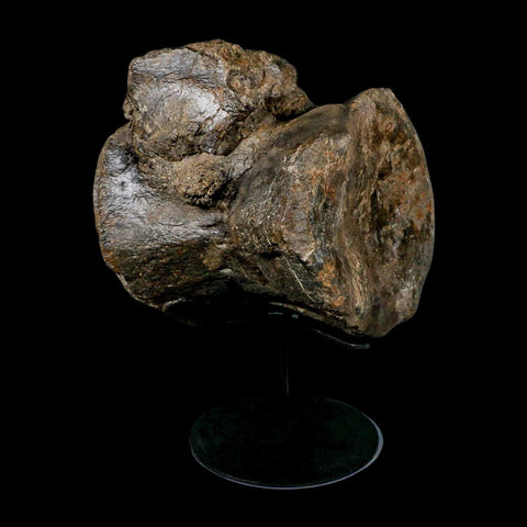 XL 9" Camarasaurus Dinosaur Fossil Vertebrae Morrison FM CO Jurassic Age COA Stand