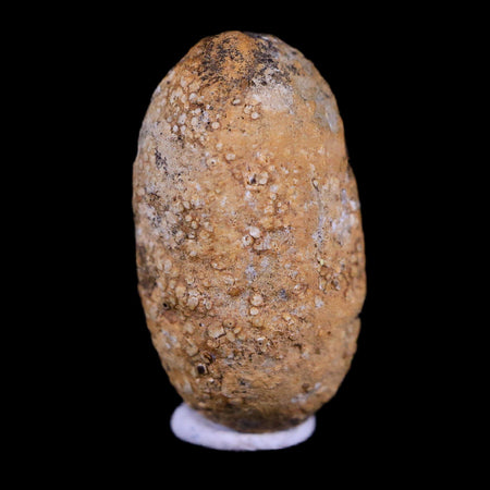 0.7 Snake Egg Fossil Ophiodienovum Sp Eocene Age Bouxwiller in Alsace, France Display