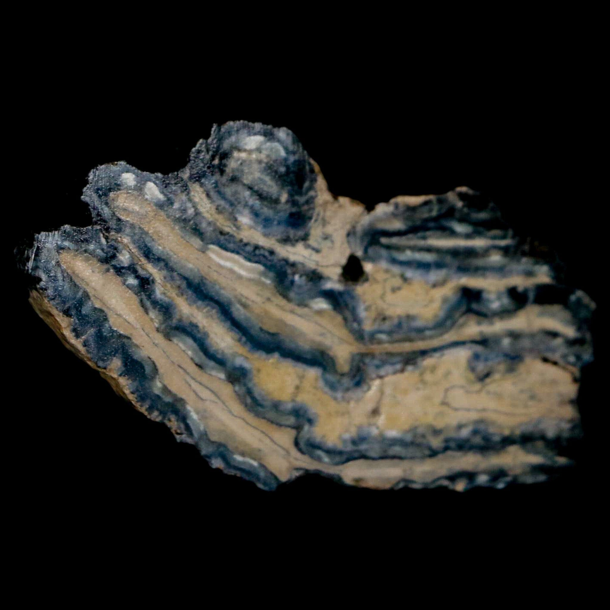 2.1" Mammoth Tooth Cross Section In Riker Display Pleistocene Age Hawthorne FM - Fossil Age Minerals