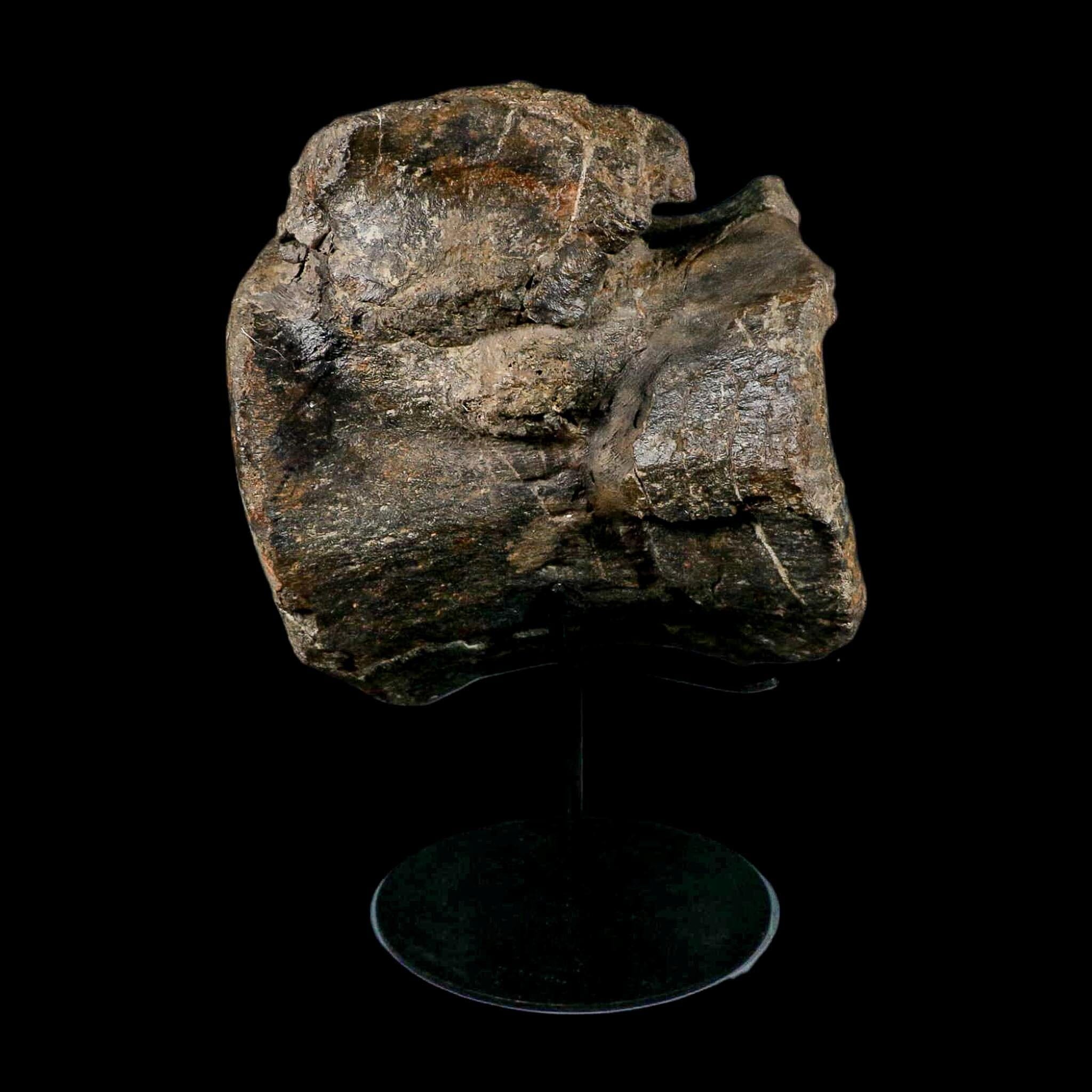 XL 9" Camarasaurus Dinosaur Fossil Vertebrae Morrison FM CO Jurassic Age COA Stand - Fossil Age Minerals