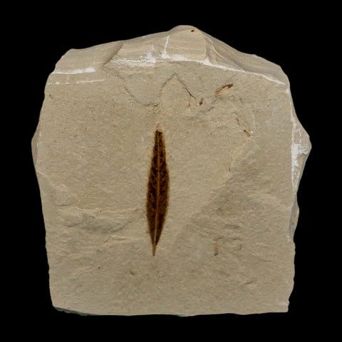 1.2" Detailed Cedrelospermum Nervosum Fossil Plant Leaf Eocene Age Green River UT