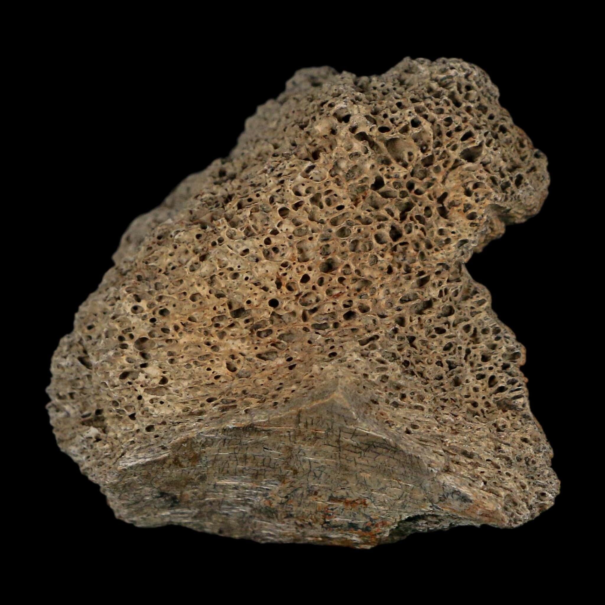 2" Triceratops Fossil Frill With Blood Grooves Lance Creek FM Cretaceous Dinosaur WY - Fossil Age Minerals