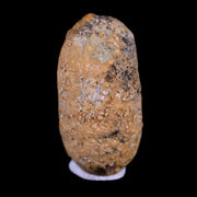0.7 Snake Egg Fossil Ophiodienovum Sp Eocene Age Bouxwiller in Alsace, France Display