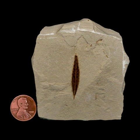 1.2" Detailed Cedrelospermum Nervosum Fossil Plant Leaf Eocene Age Green River UT
