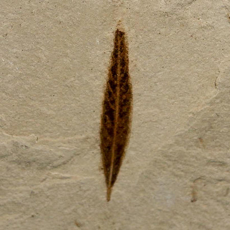 1.2" Detailed Cedrelospermum Nervosum Fossil Plant Leaf Eocene Age Green River UT