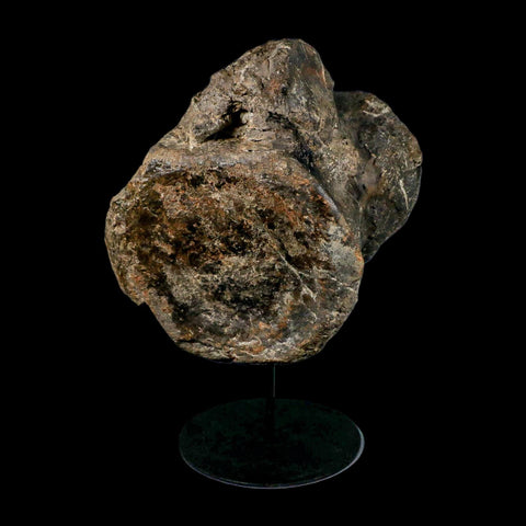 XL 9" Camarasaurus Dinosaur Fossil Vertebrae Morrison FM CO Jurassic Age COA Stand