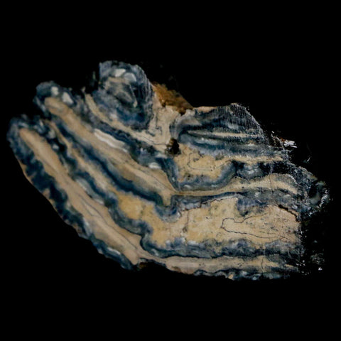 2.1" Mammoth Tooth Cross Section In Riker Display Pleistocene Age Hawthorne FM - Fossil Age Minerals