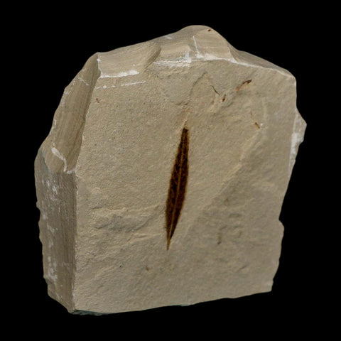 1.2" Detailed Cedrelospermum Nervosum Fossil Plant Leaf Eocene Age Green River UT