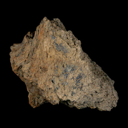 2.4" Triceratops Fossil Frill Lance Creek Formation Cretaceous Dinosaur Wyoming COA