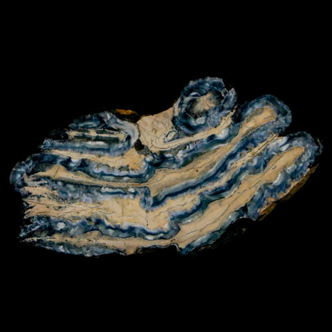 2.1" Mammoth Tooth Cross Section In Riker Display Pleistocene Age Hawthorne FM - Fossil Age Minerals