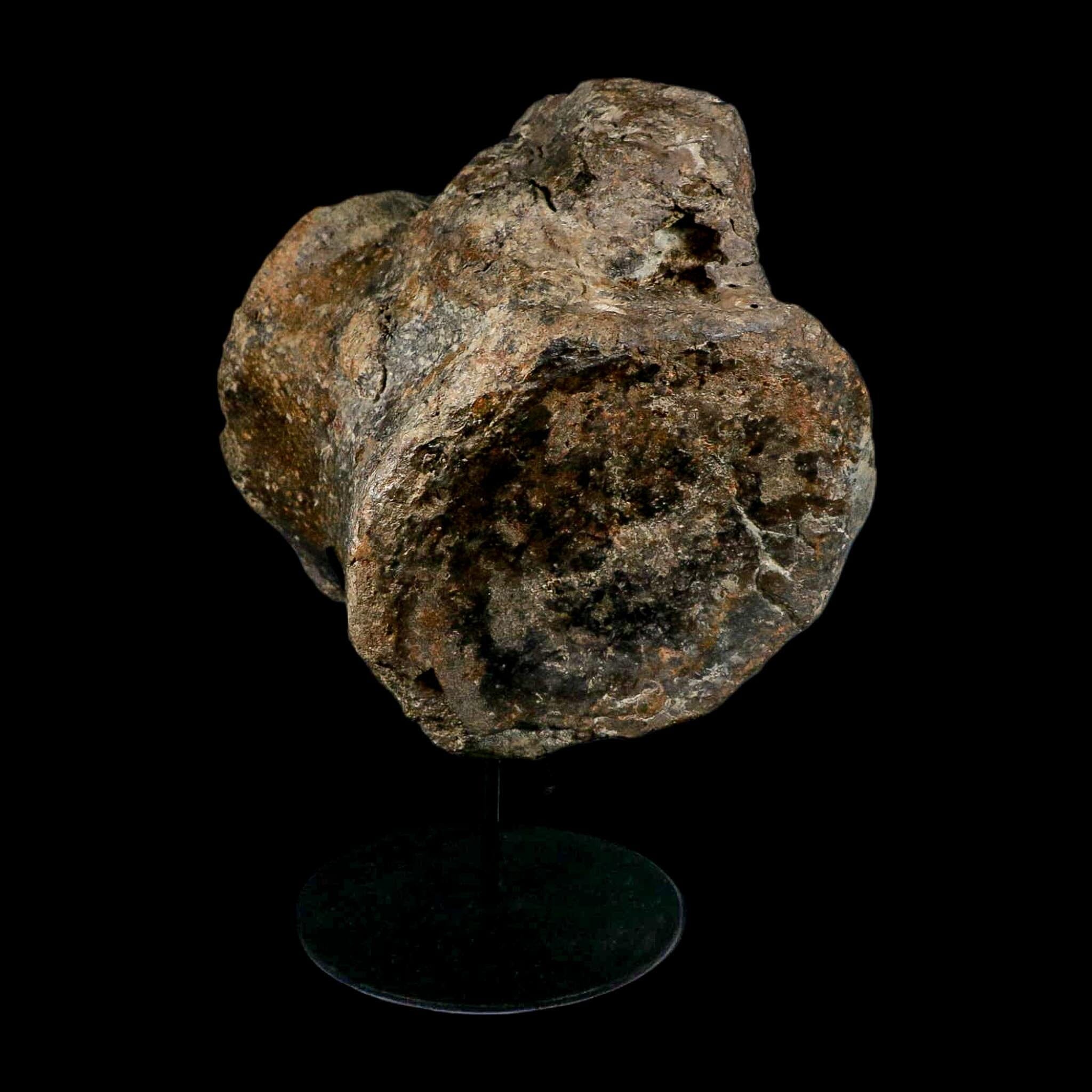 XL 9" Camarasaurus Dinosaur Fossil Vertebrae Morrison FM CO Jurassic Age COA Stand - Fossil Age Minerals