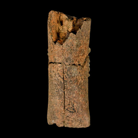 2.8" Corythosaurus Fossil Limb Section Bone Judith River Cretaceous Dinosaur COA - Fossil Age Minerals