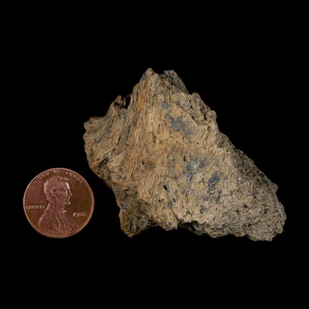 2.4" Triceratops Fossil Frill Lance Creek Formation Cretaceous Dinosaur Wyoming COA