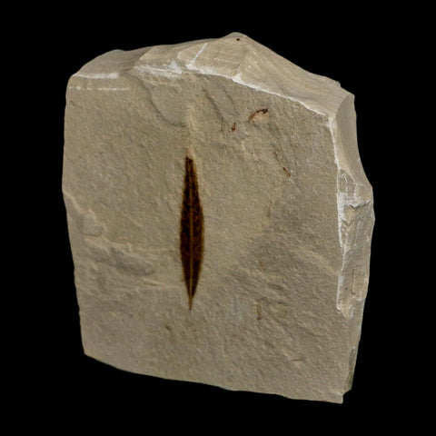 1.2" Detailed Cedrelospermum Nervosum Fossil Plant Leaf Eocene Age Green River UT