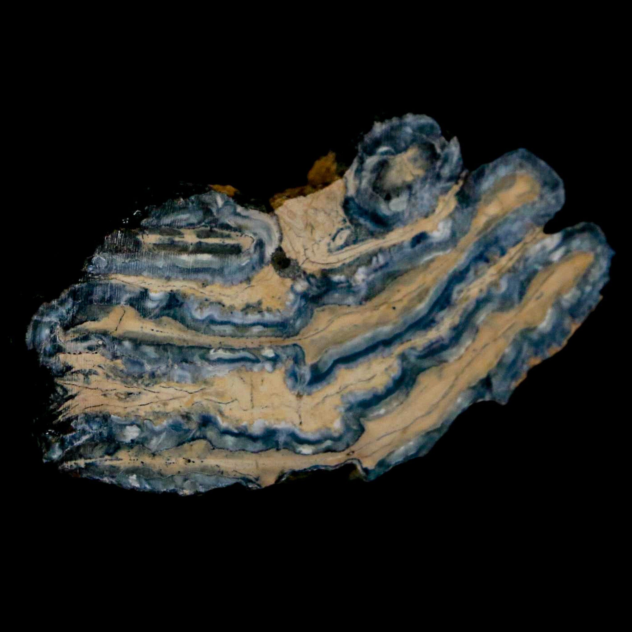 2.1" Mammoth Tooth Cross Section In Riker Display Pleistocene Age Hawthorne FM - Fossil Age Minerals