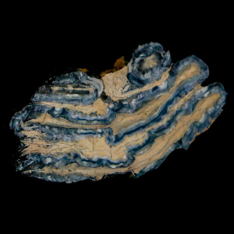 2.1" Mammoth Tooth Cross Section In Riker Display Pleistocene Age Hawthorne FM - Fossil Age Minerals