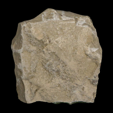 1.2" Detailed Cedrelospermum Nervosum Fossil Plant Leaf Eocene Age Green River UT