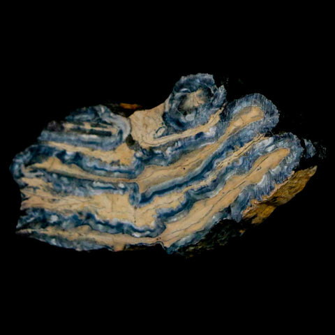 2.1" Mammoth Tooth Cross Section In Riker Display Pleistocene Age Hawthorne FM - Fossil Age Minerals