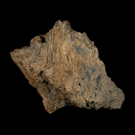 2.4" Triceratops Fossil Frill Lance Creek Formation Cretaceous Dinosaur Wyoming COA