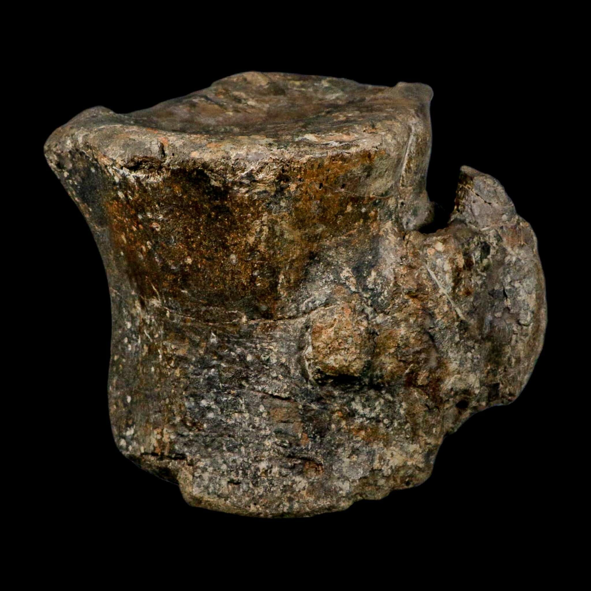 XL 9" Camarasaurus Dinosaur Fossil Vertebrae Morrison FM CO Jurassic Age COA Stand - Fossil Age Minerals