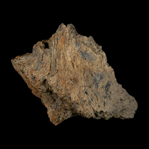 2.4" Triceratops Fossil Frill Lance Creek Formation Cretaceous Dinosaur Wyoming COA - Fossil Age Minerals