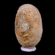 0.7 Snake Egg Fossil Ophiodienovum Sp Eocene Age Bouxwiller in Alsace, France Display