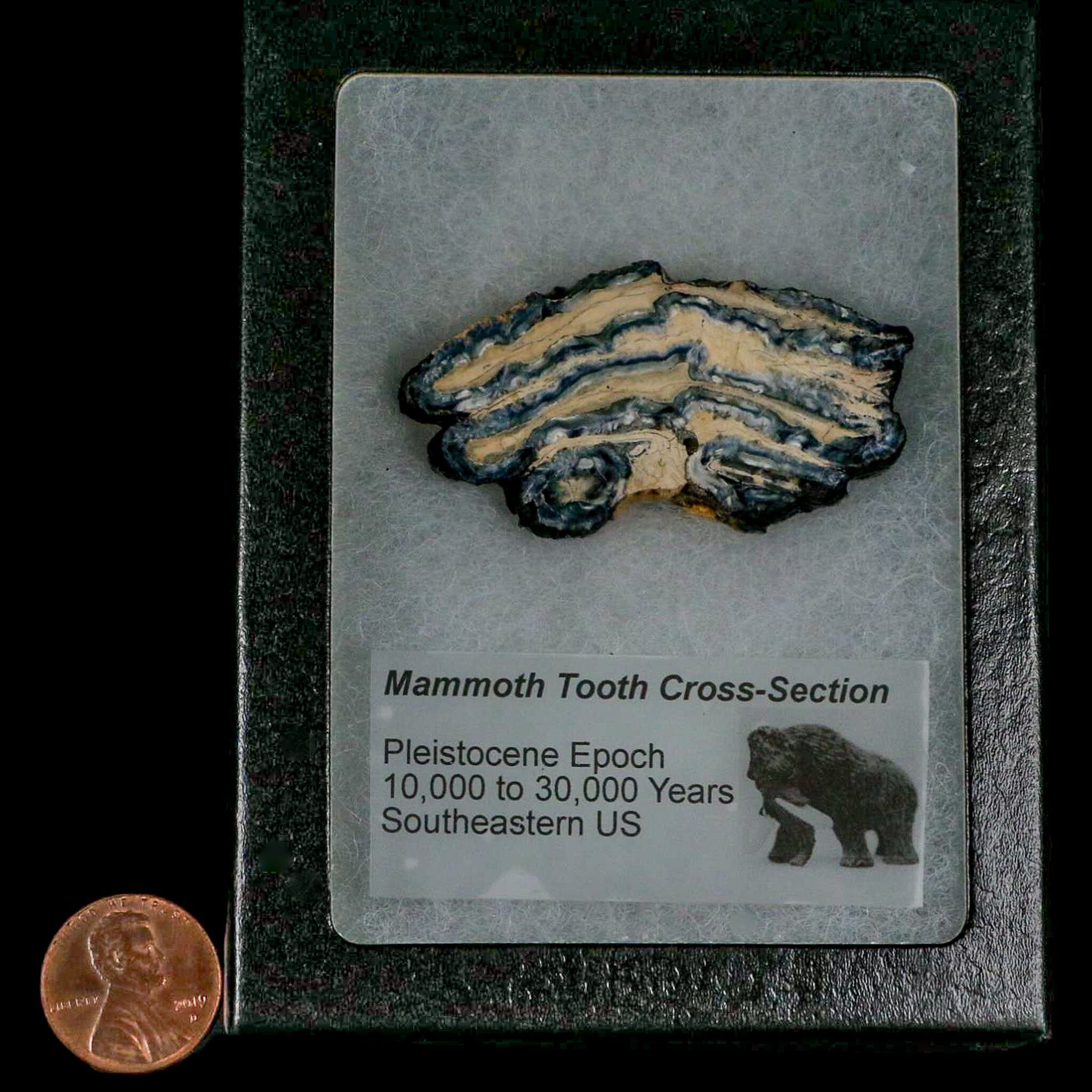 2.1" Mammoth Tooth Cross Section In Riker Display Pleistocene Age Hawthorne FM - Fossil Age Minerals