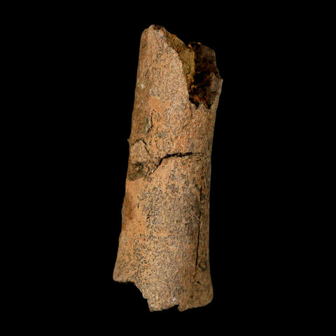 2.8" Corythosaurus Fossil Limb Section Bone Judith River Cretaceous Dinosaur COA - Fossil Age Minerals