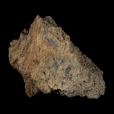 2.4" Triceratops Fossil Frill Lance Creek Formation Cretaceous Dinosaur Wyoming COA - Fossil Age Minerals