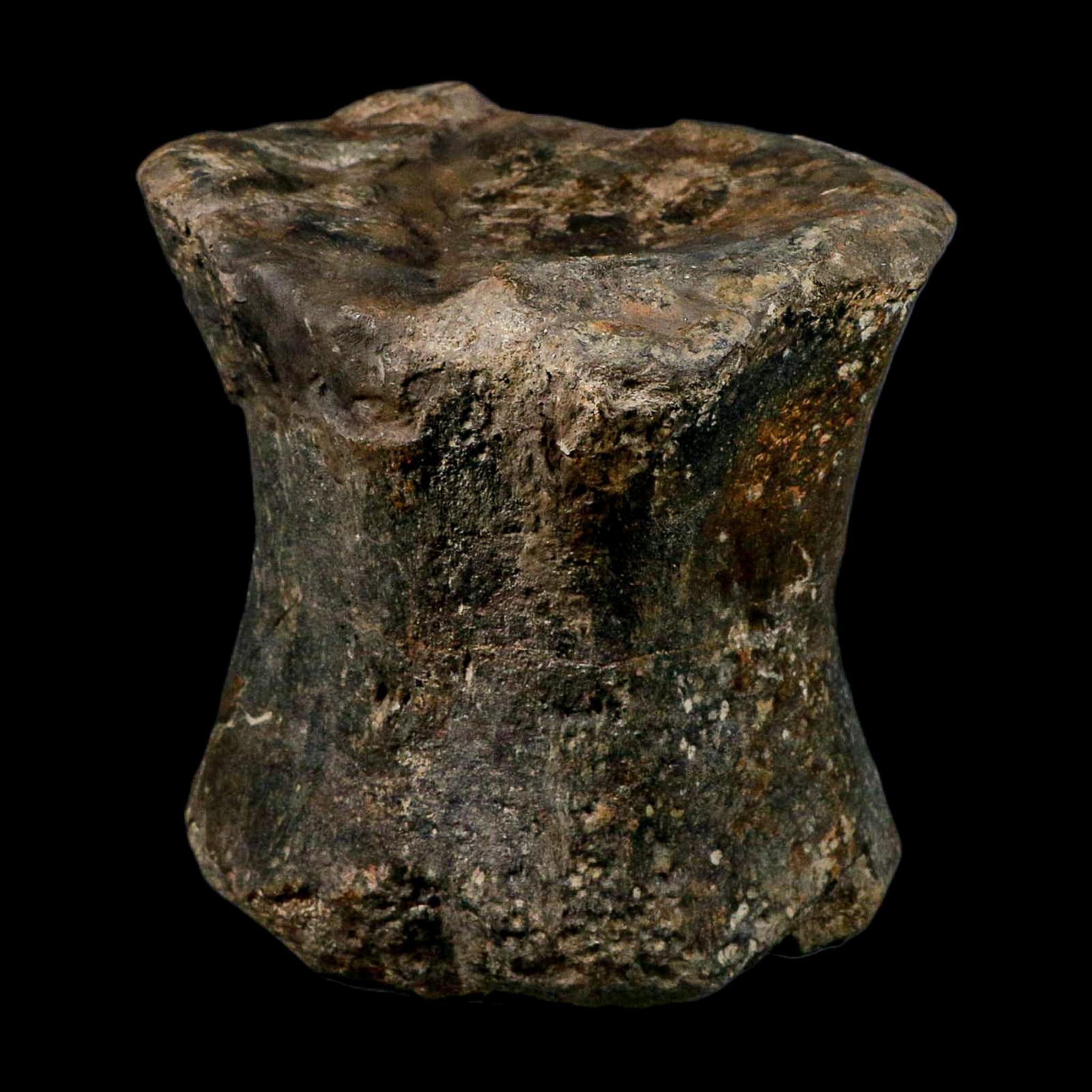 XL 9" Camarasaurus Dinosaur Fossil Vertebrae Morrison FM CO Jurassic Age COA Stand - Fossil Age Minerals