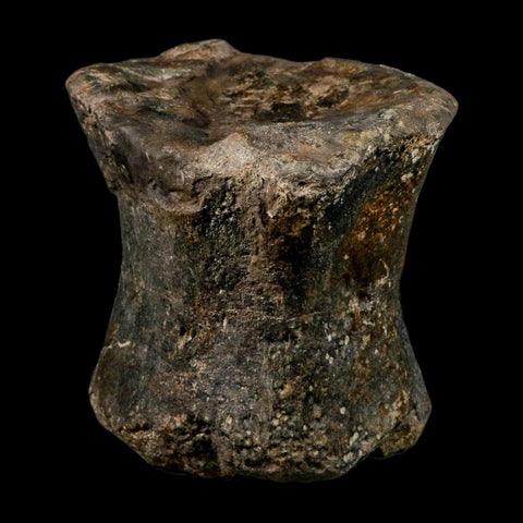 XL 9" Camarasaurus Dinosaur Fossil Vertebrae Morrison FM CO Jurassic Age COA Stand