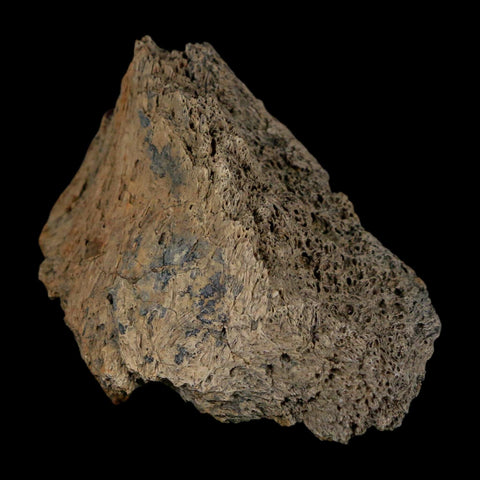 2.4" Triceratops Fossil Frill Lance Creek Formation Cretaceous Dinosaur Wyoming COA - Fossil Age Minerals