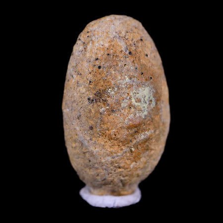 0.7 Snake Egg Fossil Ophiodienovum Sp Eocene Age Bouxwiller in Alsace, France Display