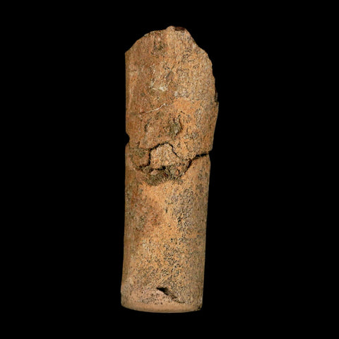 2.8" Corythosaurus Fossil Limb Section Bone Judith River Cretaceous Dinosaur COA - Fossil Age Minerals