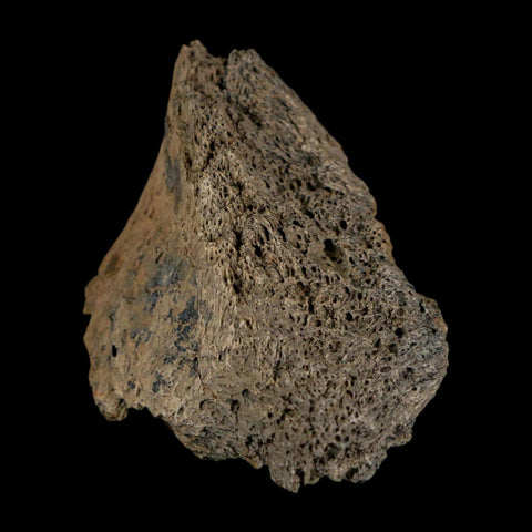 2.4" Triceratops Fossil Frill Lance Creek Formation Cretaceous Dinosaur Wyoming COA - Fossil Age Minerals
