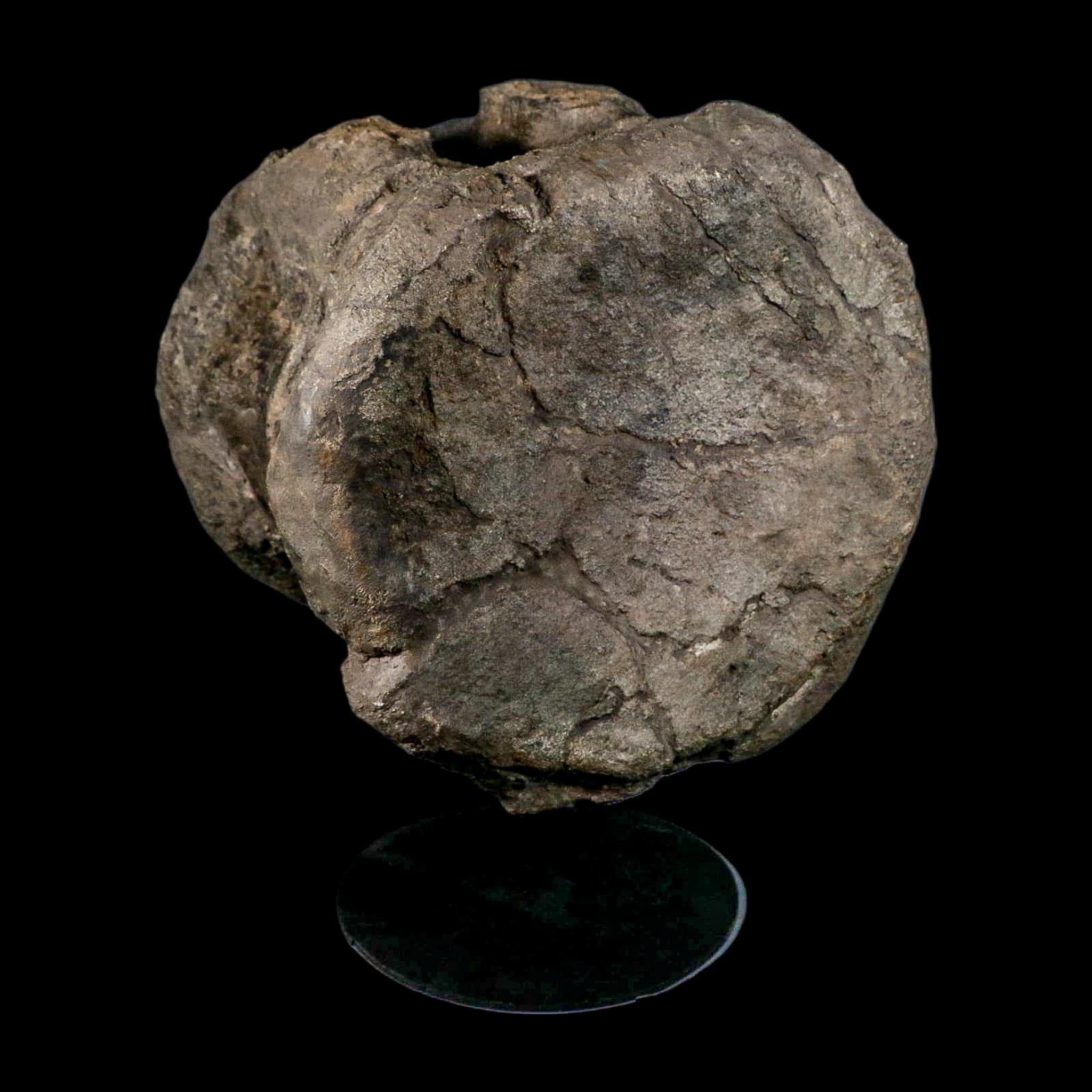 XL 9" Camarasaurus Dinosaur Fossil Vertebrae Morrison FM CO Jurassic Age COA Stand - Fossil Age Minerals