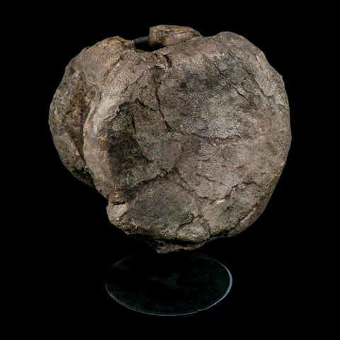 XL 9" Camarasaurus Dinosaur Fossil Vertebrae Morrison FM CO Jurassic Age COA Stand