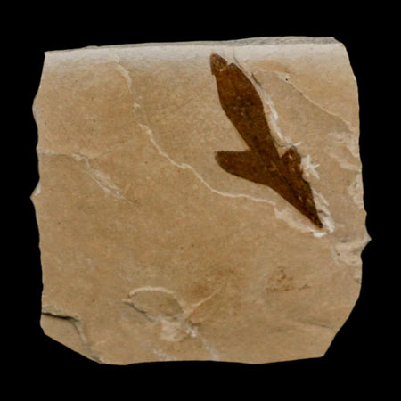 1.3" Detailed Cardiospermum Coloradensis Balloon Vine Fossil Plant Leaf Eocene Age