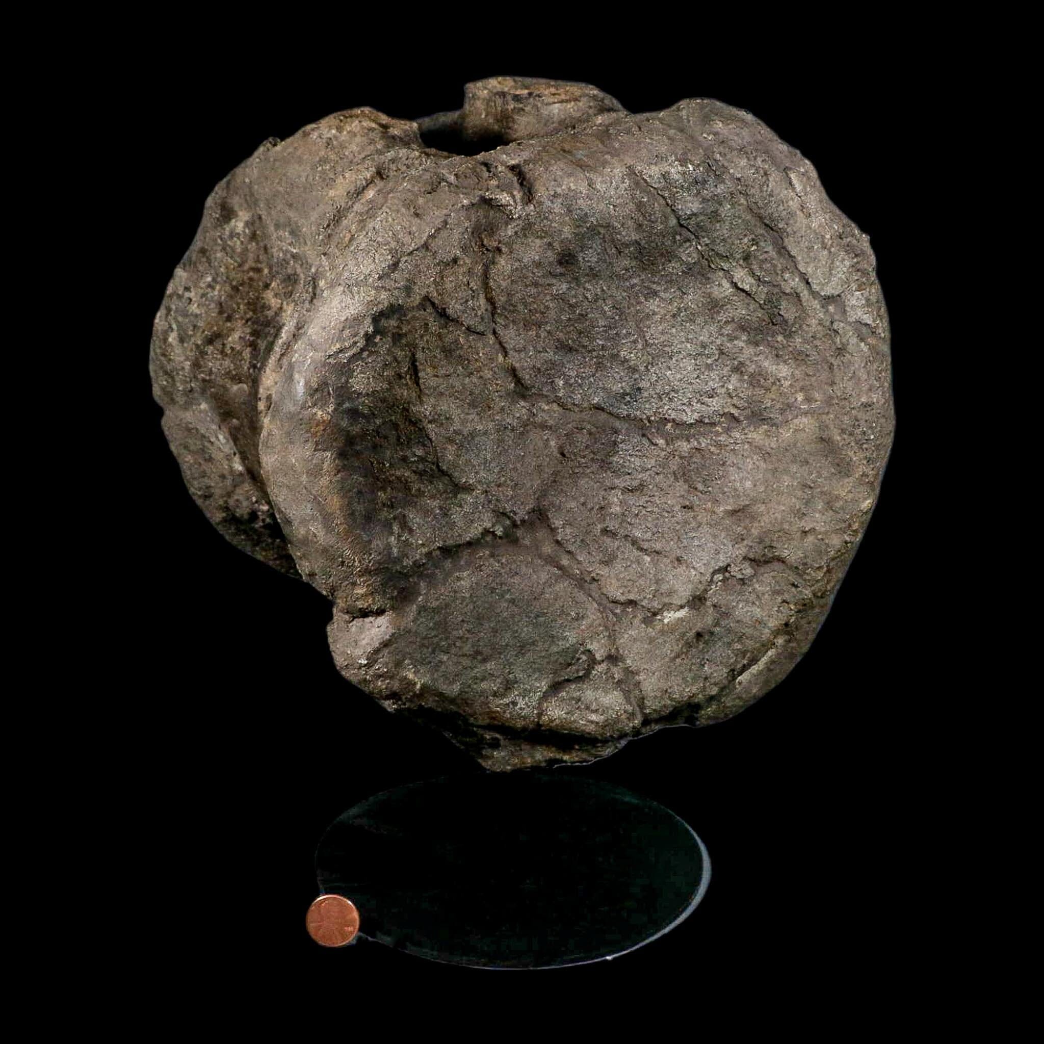 XL 9" Camarasaurus Dinosaur Fossil Vertebrae Morrison FM CO Jurassic Age COA Stand - Fossil Age Minerals