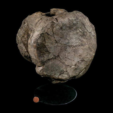 XL 9" Camarasaurus Dinosaur Fossil Vertebrae Morrison FM CO Jurassic Age COA Stand