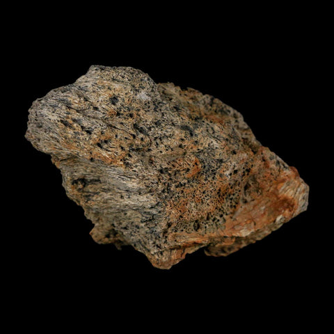 2.4" Triceratops Fossil Frill Lance Creek Formation Cretaceous Dinosaur Wyoming COA - Fossil Age Minerals