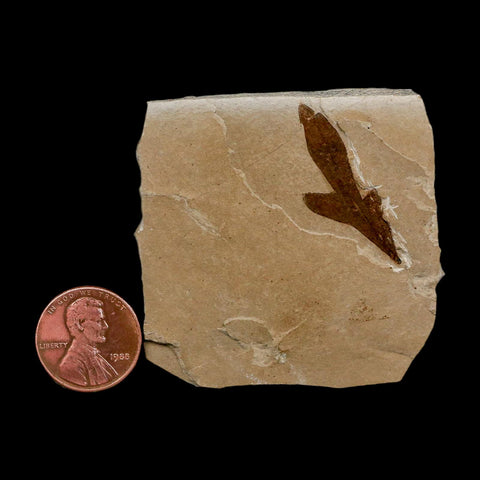 1.3" Detailed Cardiospermum Coloradensis Balloon Vine Fossil Plant Leaf Eocene Age