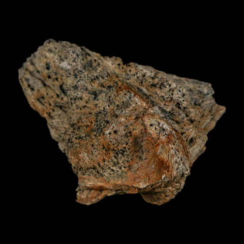 2.4" Triceratops Fossil Frill Lance Creek Formation Cretaceous Dinosaur Wyoming COA - Fossil Age Minerals