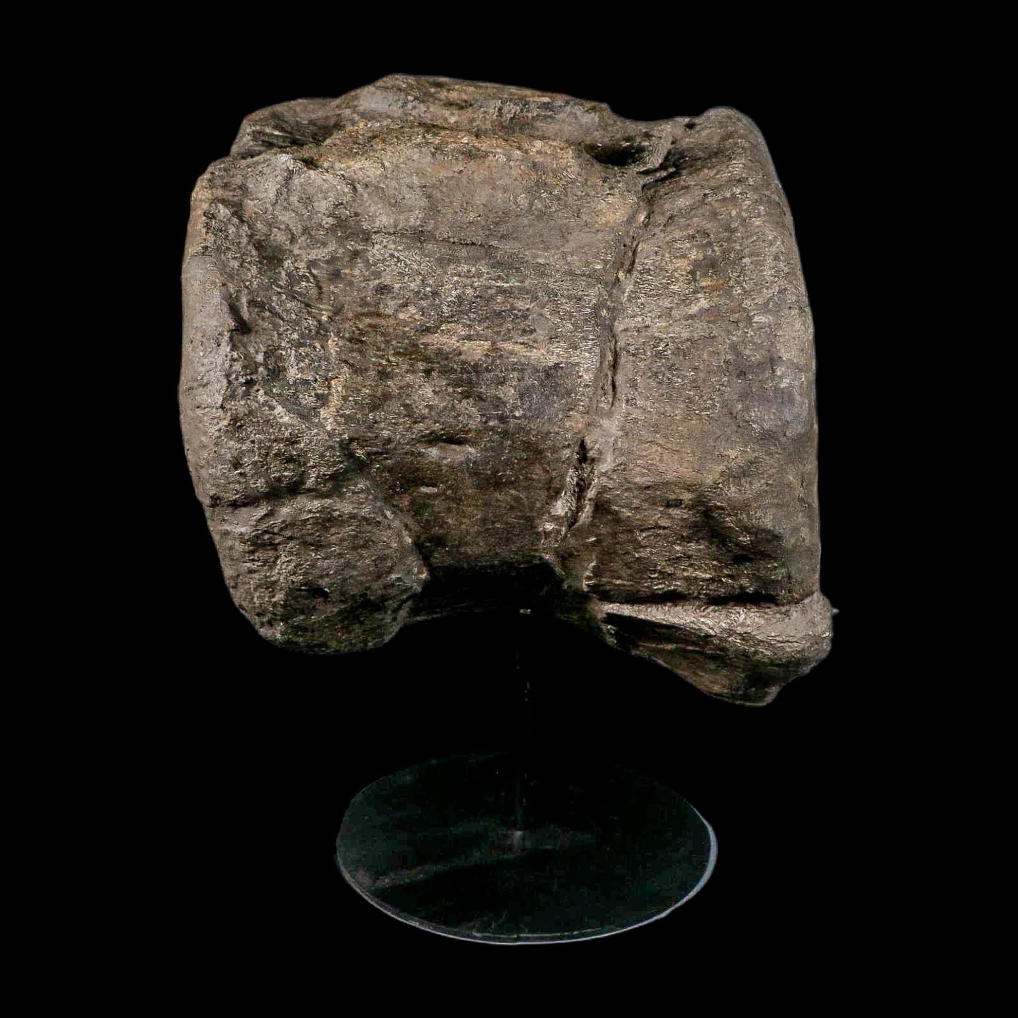 XL 9" Camarasaurus Dinosaur Fossil Vertebrae Morrison FM CO Jurassic Age COA Stand - Fossil Age Minerals