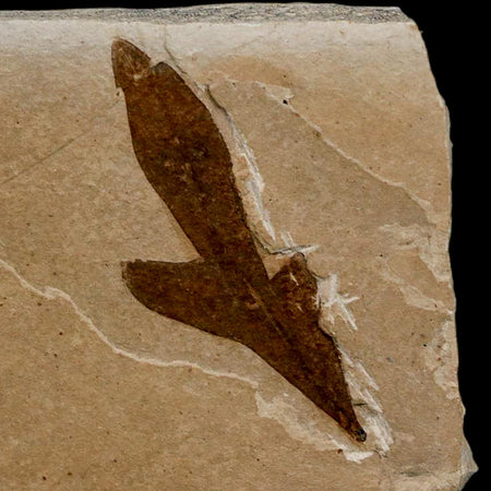 1.3" Detailed Cardiospermum Coloradensis Balloon Vine Fossil Plant Leaf Eocene Age