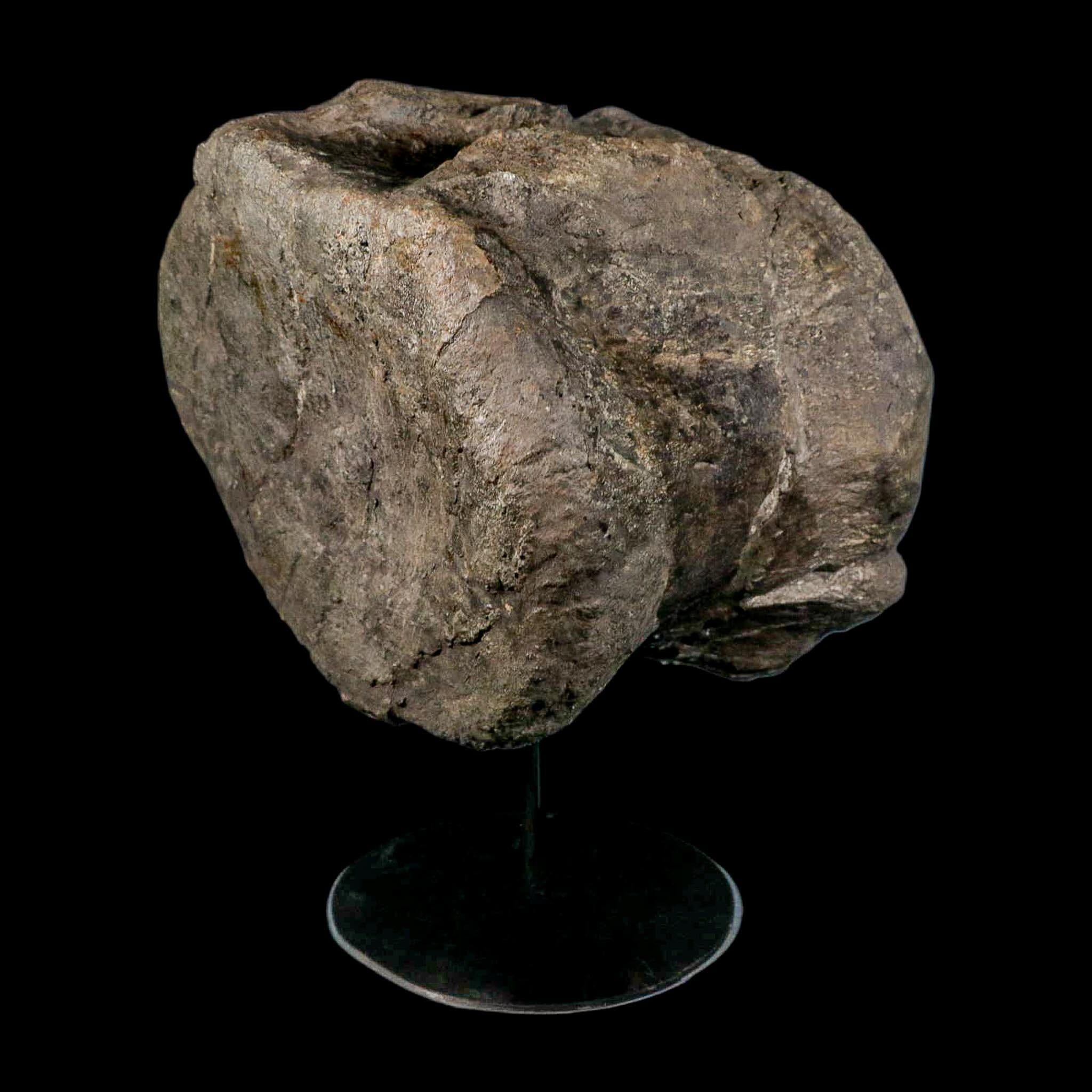 XL 9" Camarasaurus Dinosaur Fossil Vertebrae Morrison FM CO Jurassic Age COA Stand - Fossil Age Minerals