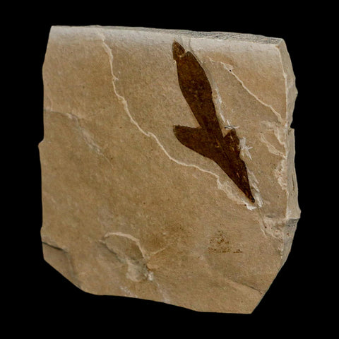 1.3" Detailed Cardiospermum Coloradensis Balloon Vine Fossil Plant Leaf Eocene Age