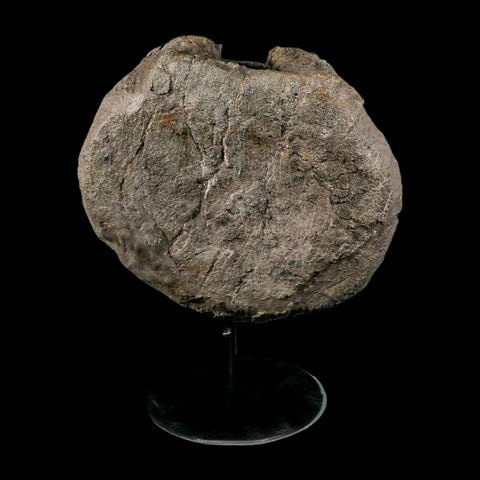 XL 9" Camarasaurus Dinosaur Fossil Vertebrae Morrison FM CO Jurassic Age COA Stand